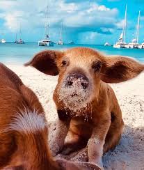 Sandals Royal Bahamian: 5 Unforgettable Experiences for Couples—From Private Islands to Swimming with Pigs